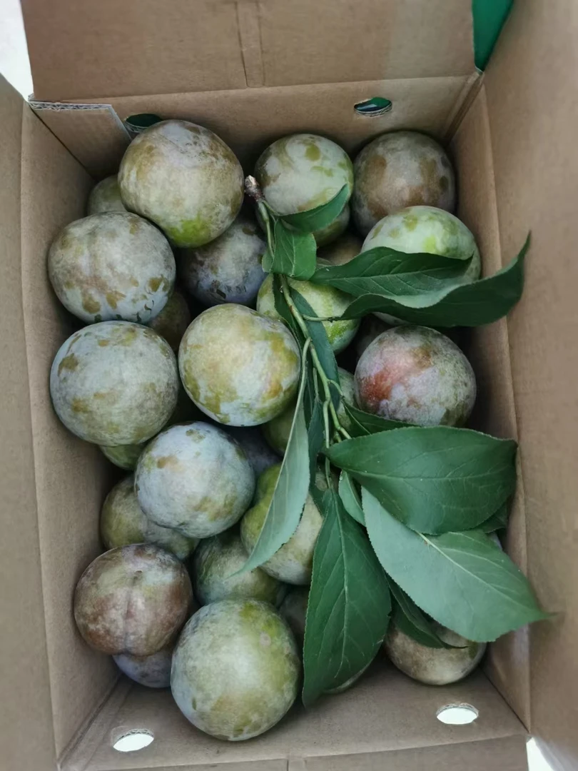 新鲜现摘自家粤北三华李 顺丰包邮