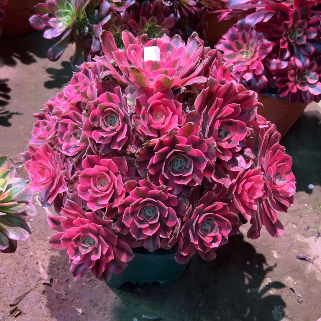 k****j多肉植物女巫129