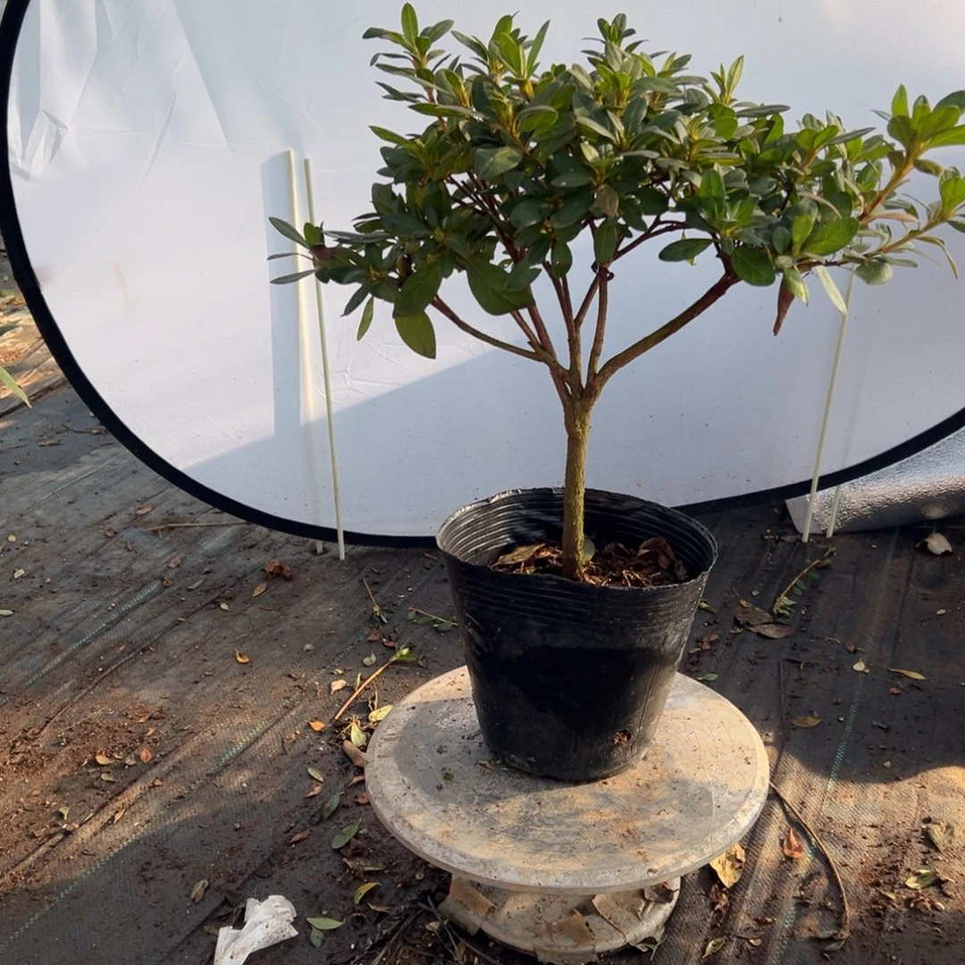 小***标完全开放大富贵杜鹃