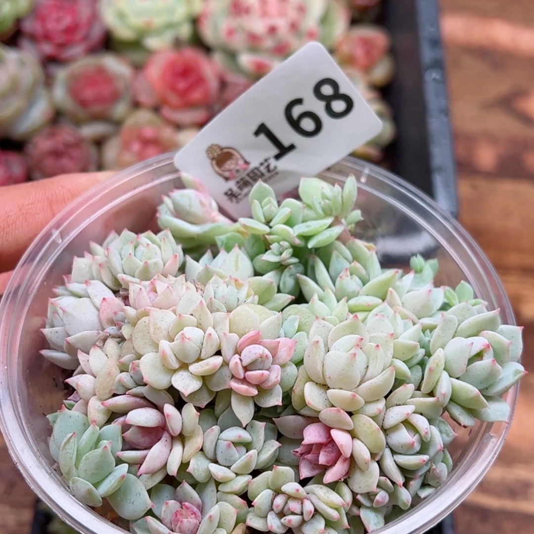 多肉植物多肉植物