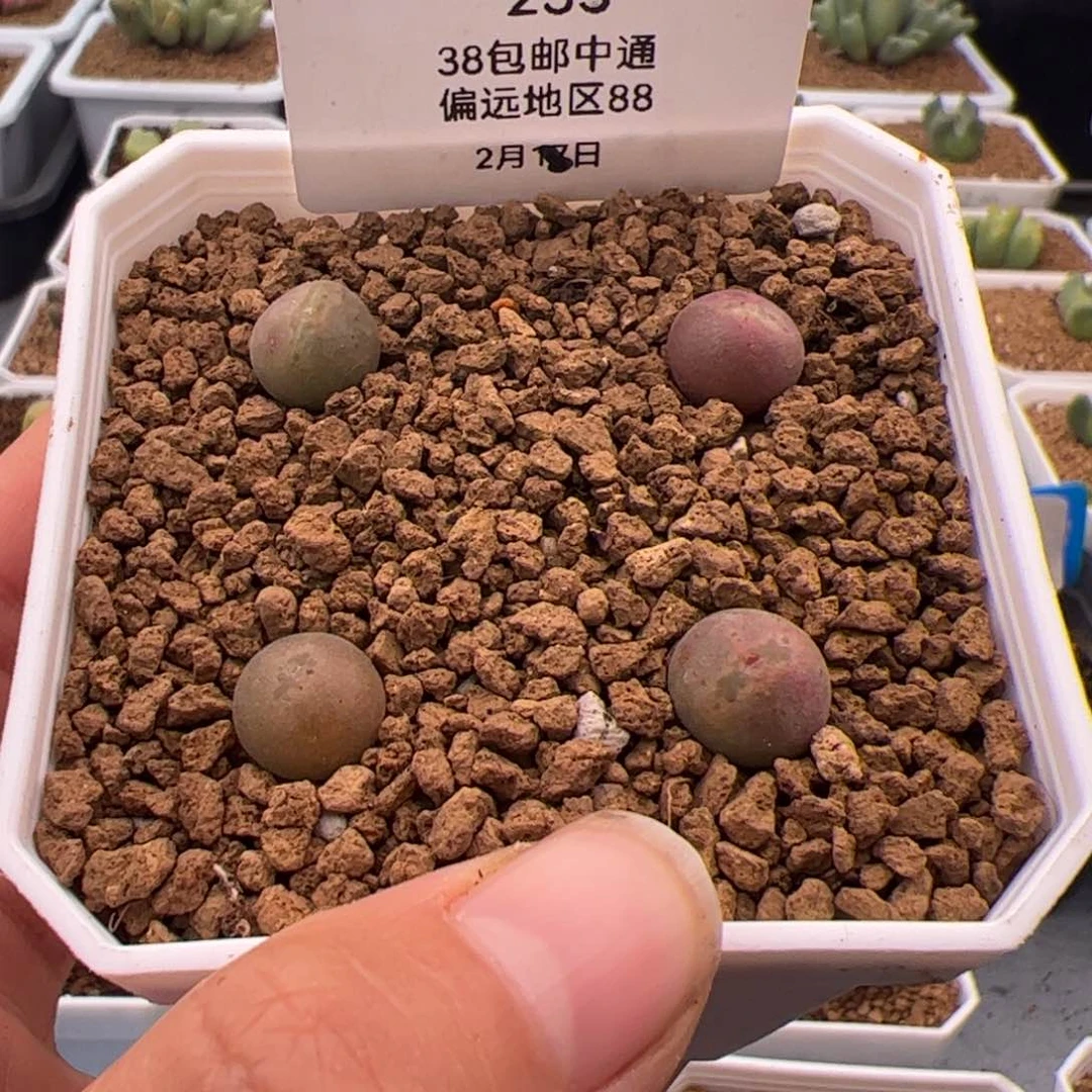 ?**瓜233号大眼空蝉2.19多肉