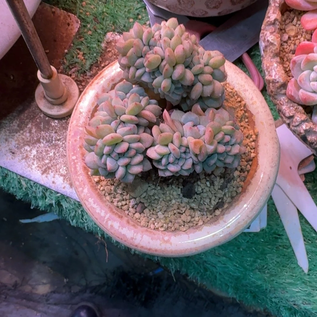 星影缀化树缀多肉