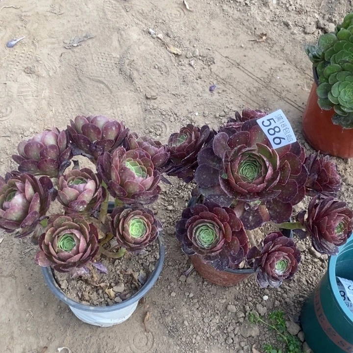 无花朵586万升节➕万圣铜dog