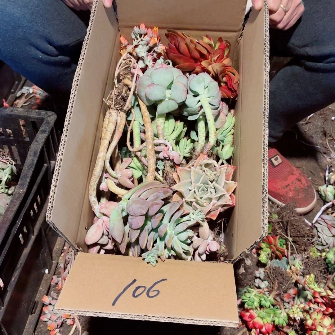 美**_杂花不售106。