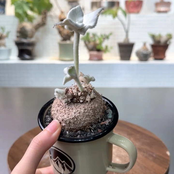 断崖女王一物一拍