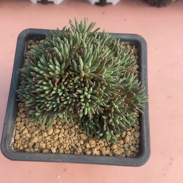 997超大晶珊瑚块根