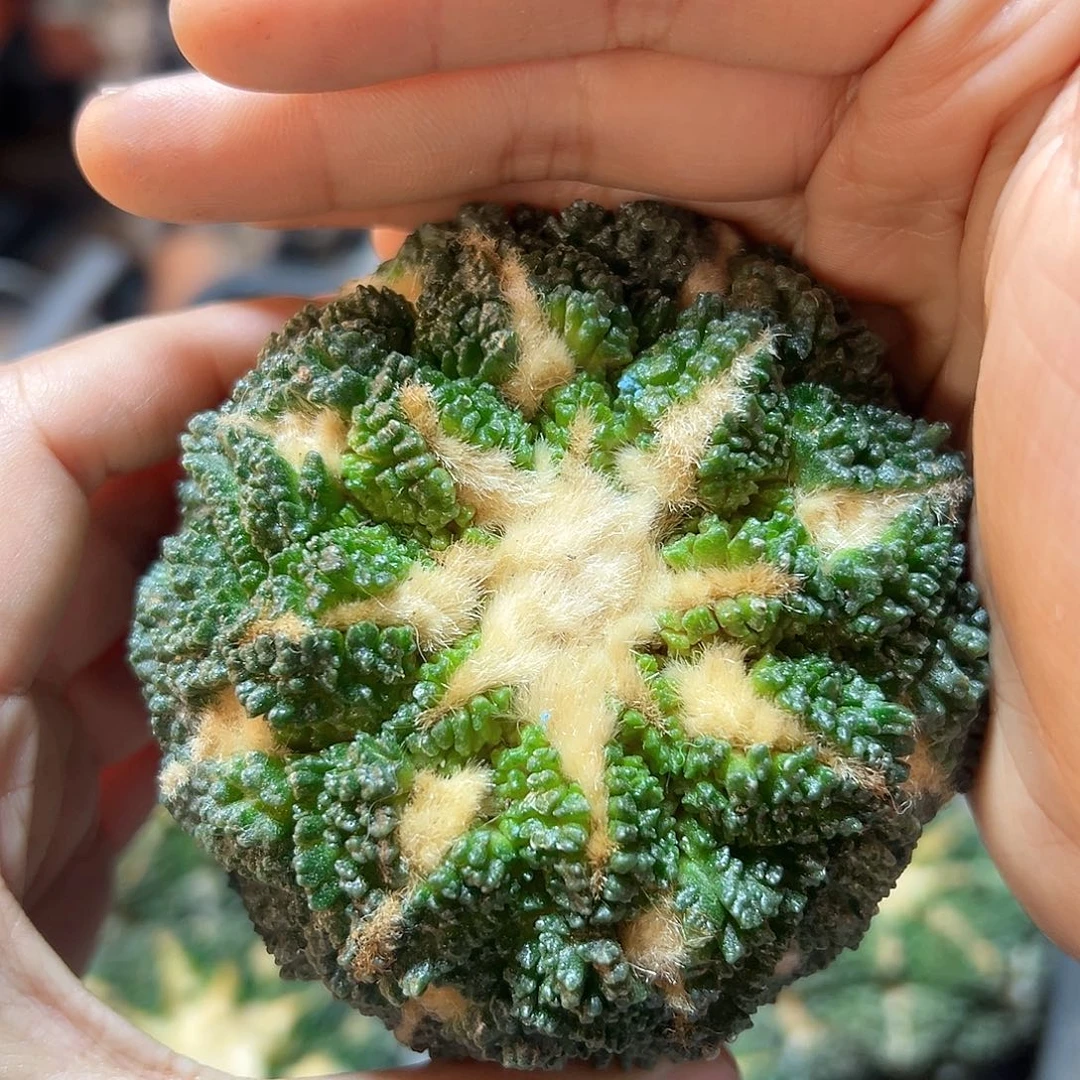 苗接无根哥斯拉龟甲牡丹8公分