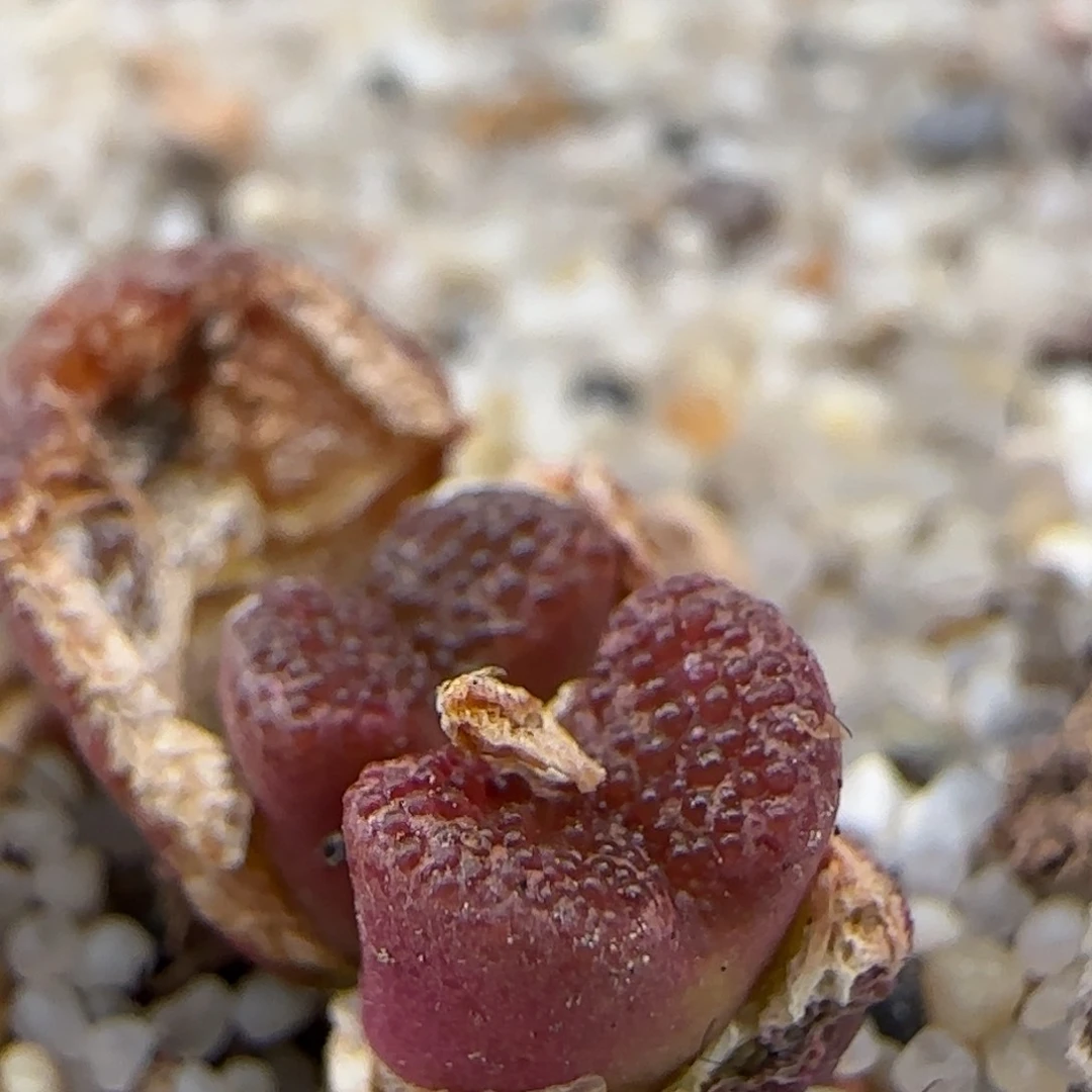 2.19.37/鱼子酱勋章