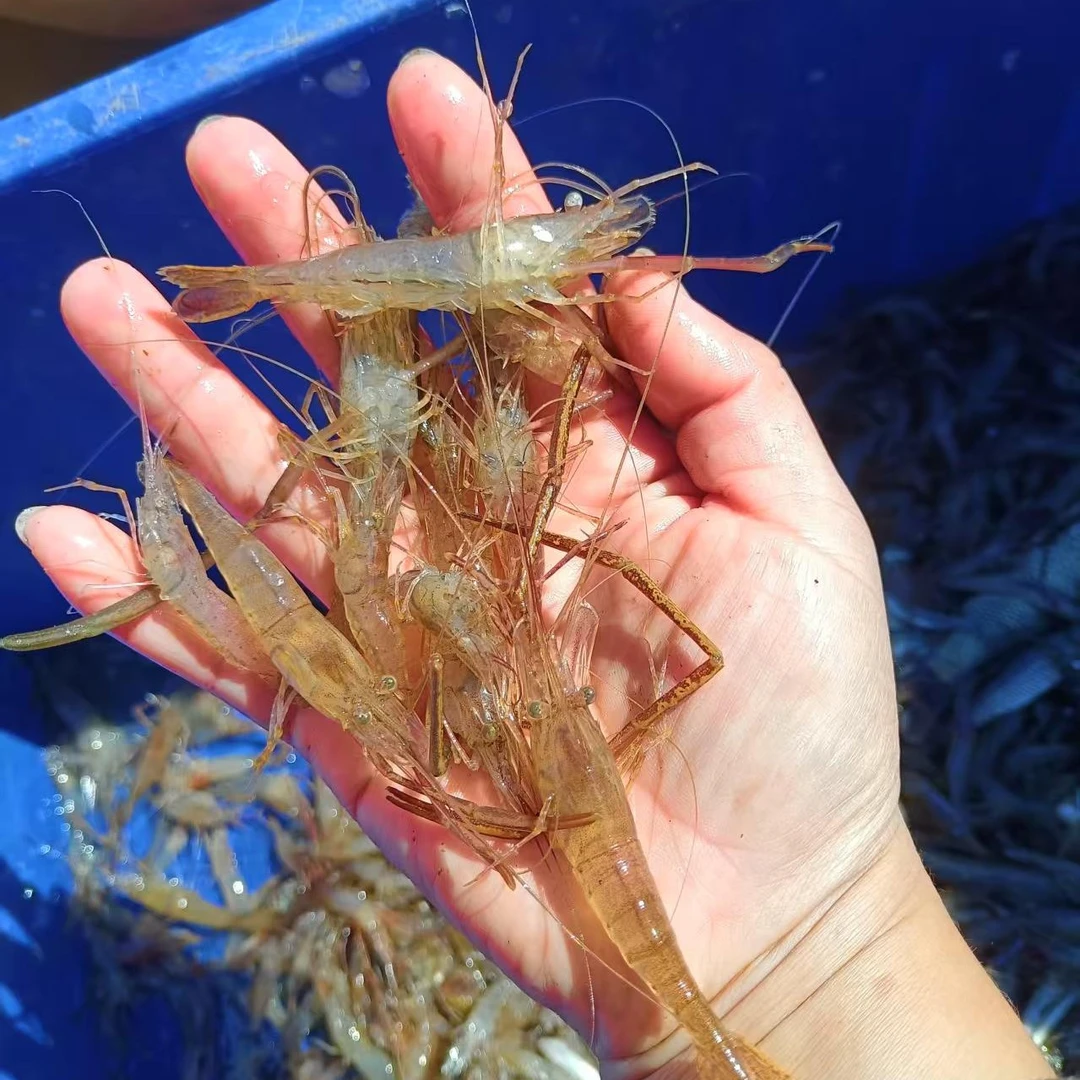顺丰配送松花湖淡水新鲜活湖虾速冻锁鲜