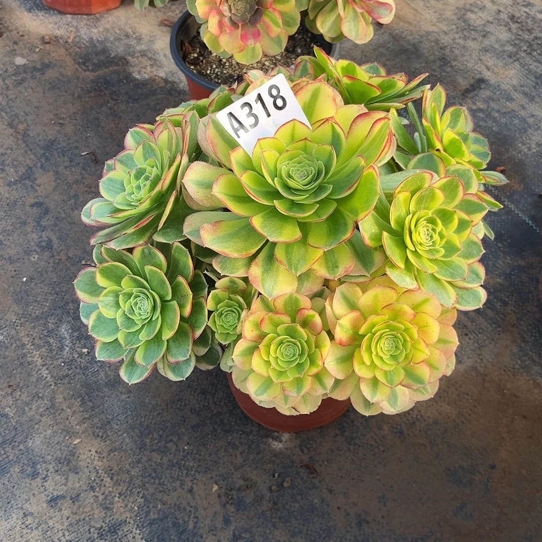 多肉植物奶白锦318多肉