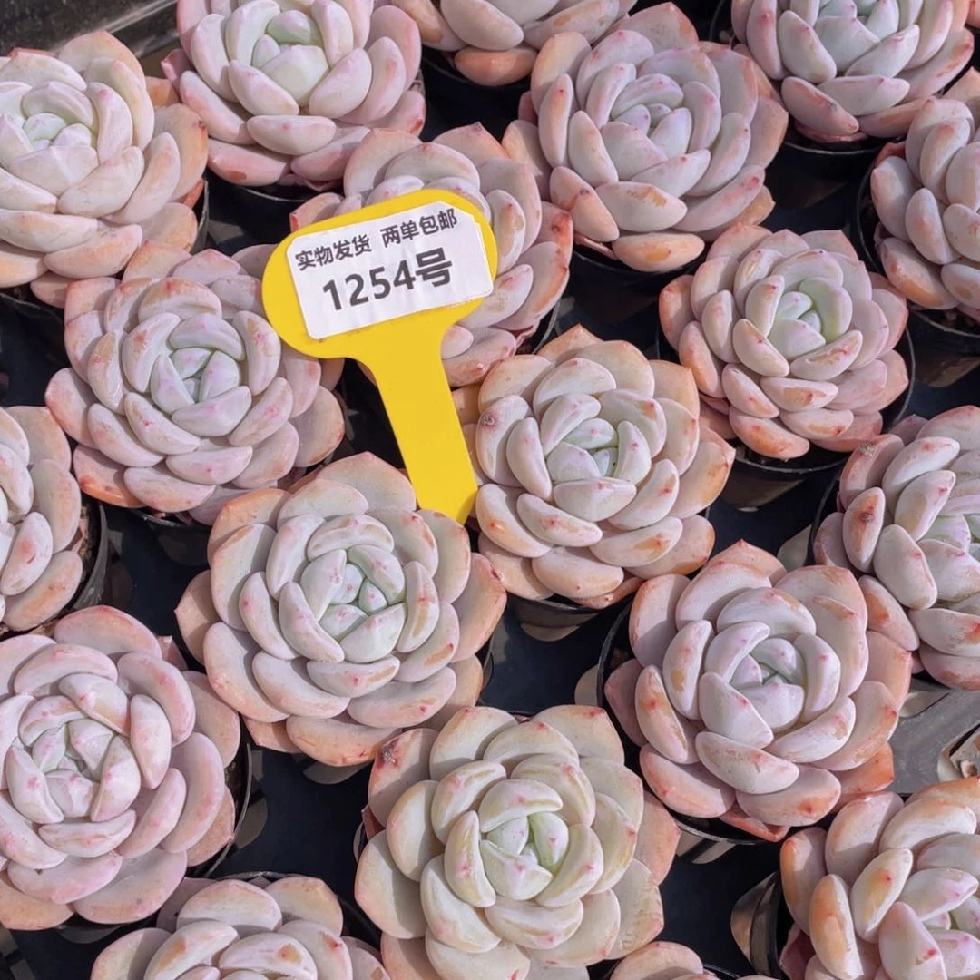 1254号 雪花橙单头一个m