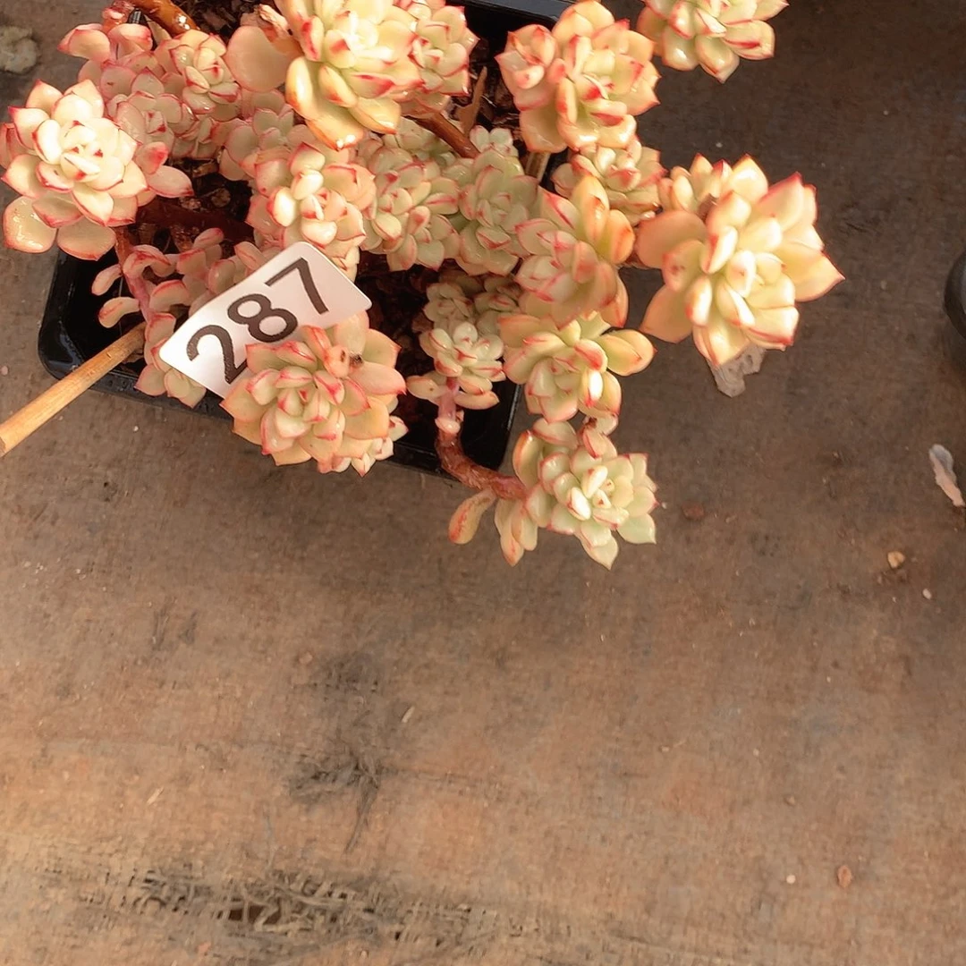 287 一物一拍多肉