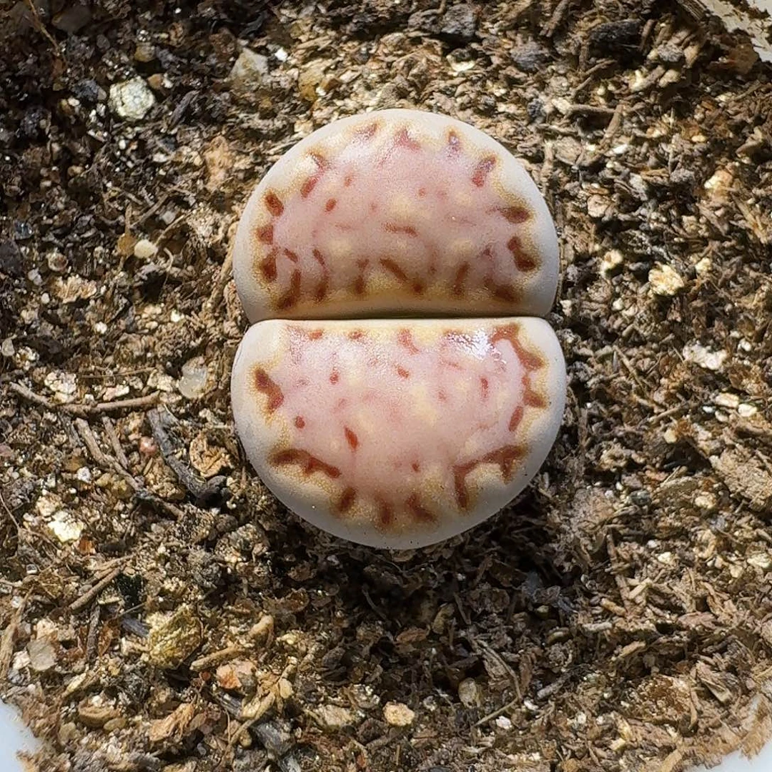 ****️生石花111111。  156