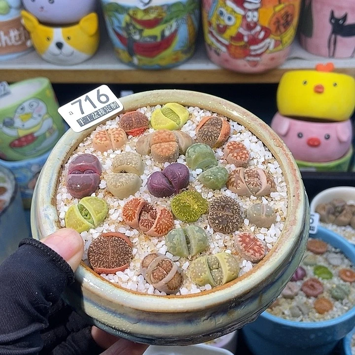 ?***?大舅生石花肉锥多肉716
