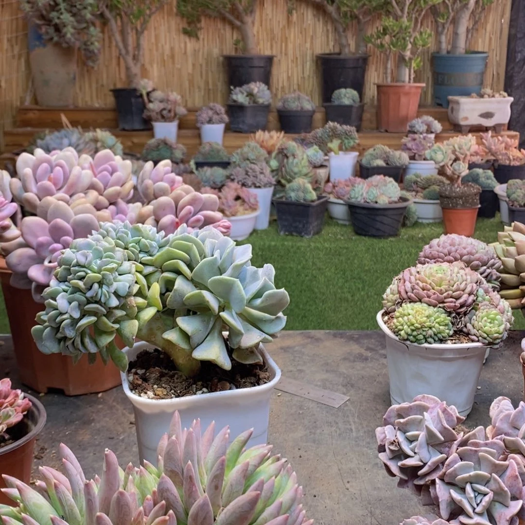 兰*2号雪精灵缀多肉