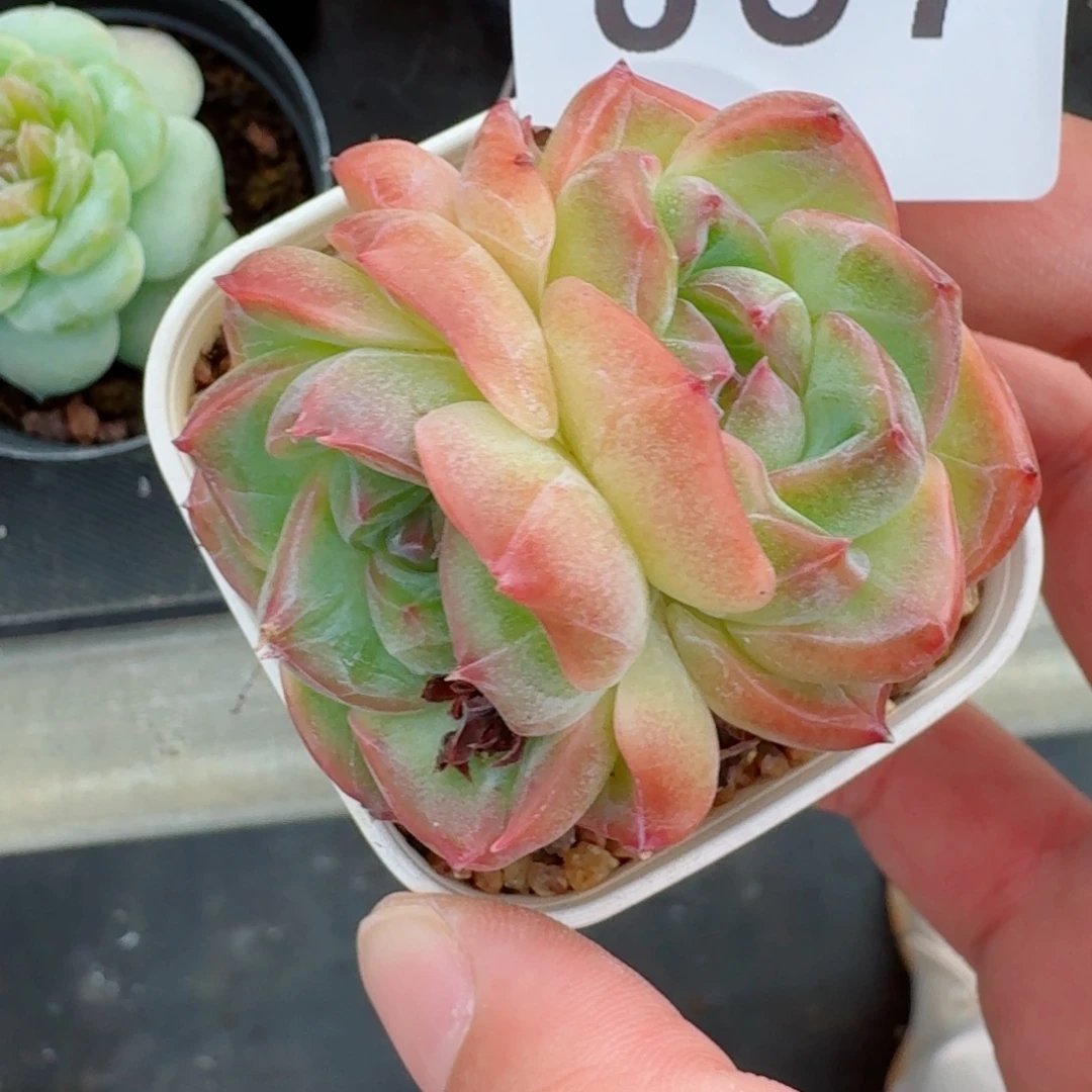 橘子纱            精美多肉植物
