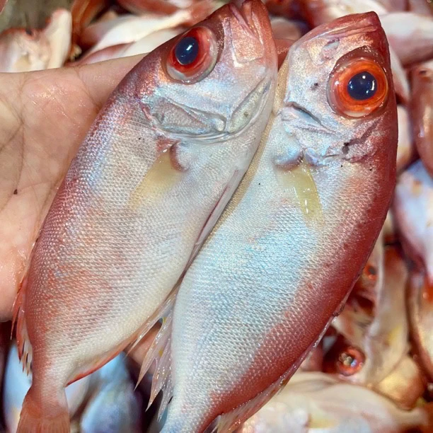 广东汕尾本港野生红目莲，莲母