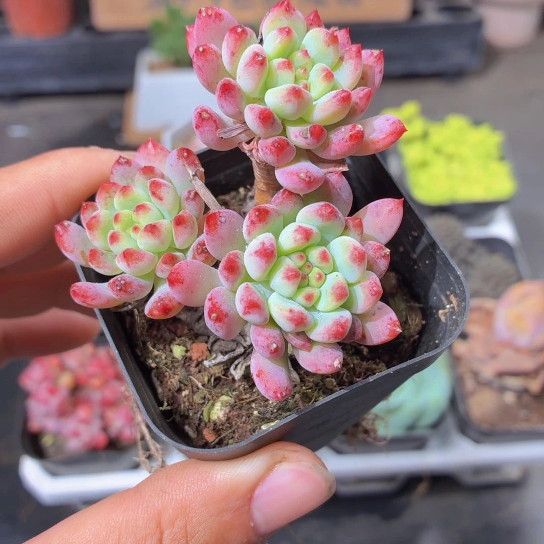 兰苹果多肉9.9包邮发货