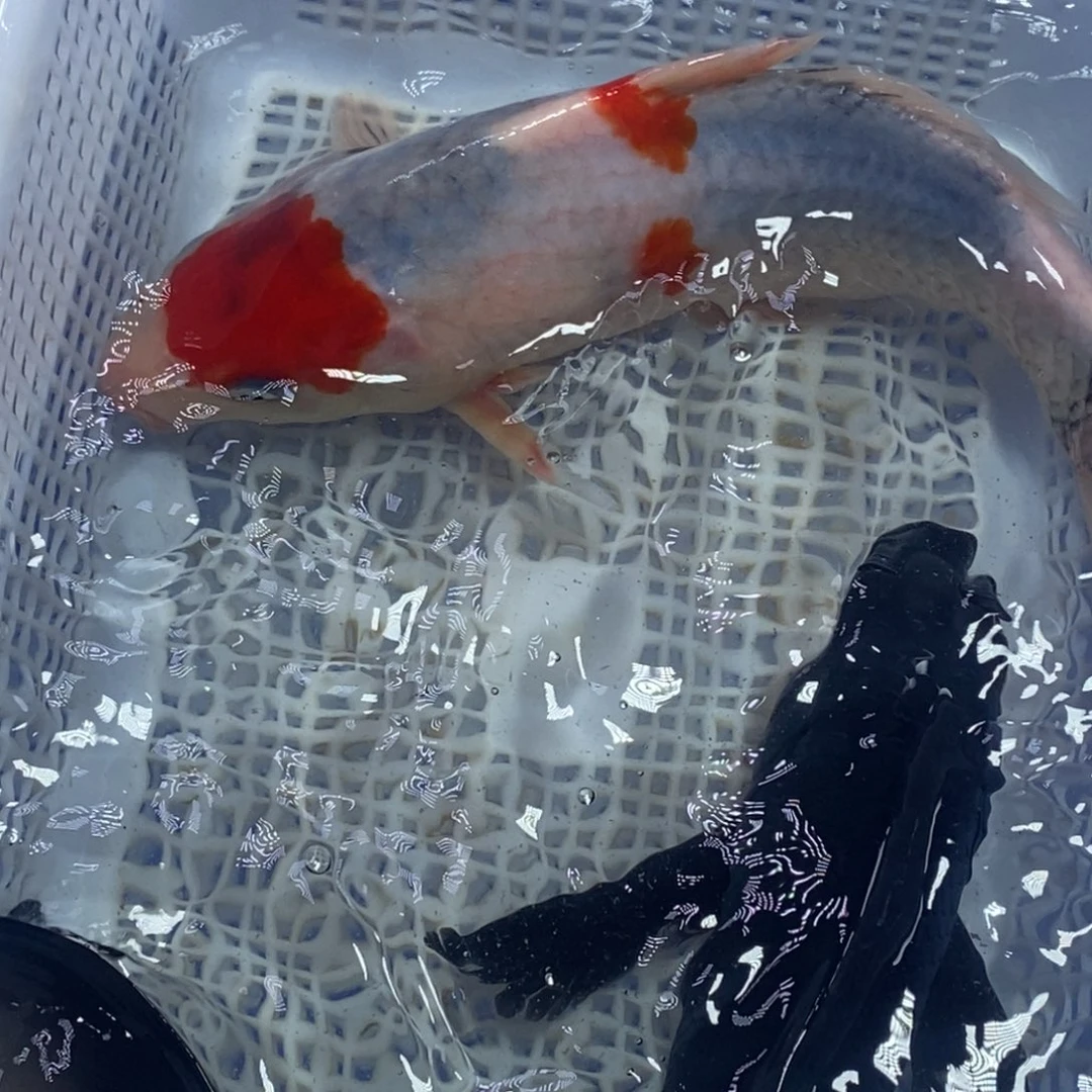 锦鲤冷水锦鲤包邮。