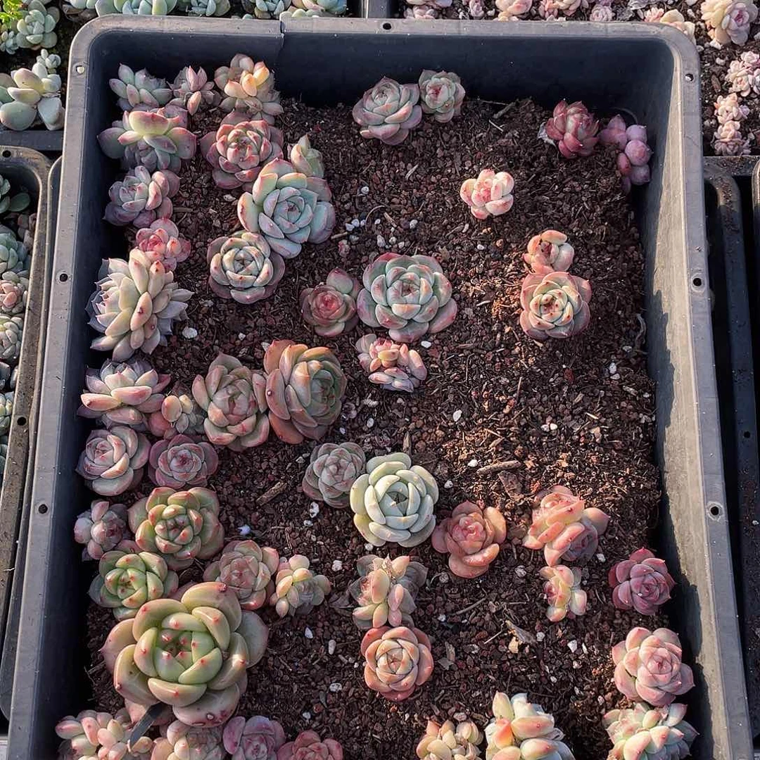 天***师169。 定。