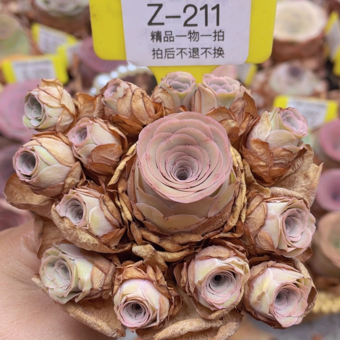 山地玫瑰Z211断枝不包损不售后