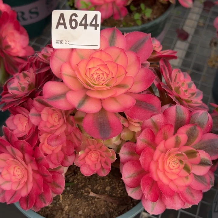 644倾城小精品有断枝处理20厘米左右