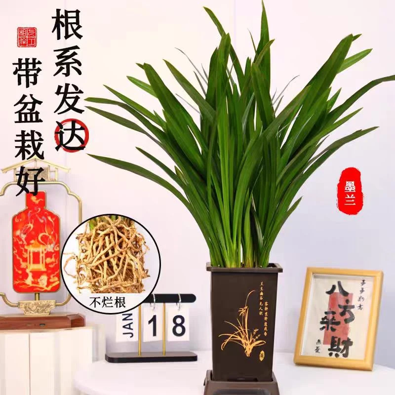 墨兰企黑 浓香型六-八苗古风花盆栽好（10-11月开花）室内兰花盆栽