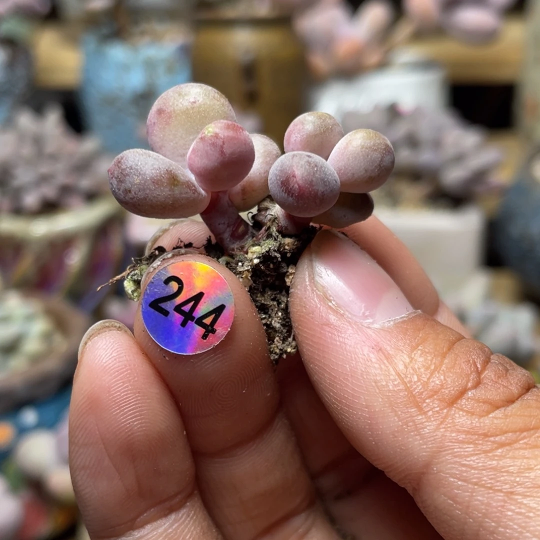 潘多拉多肉植物红芒