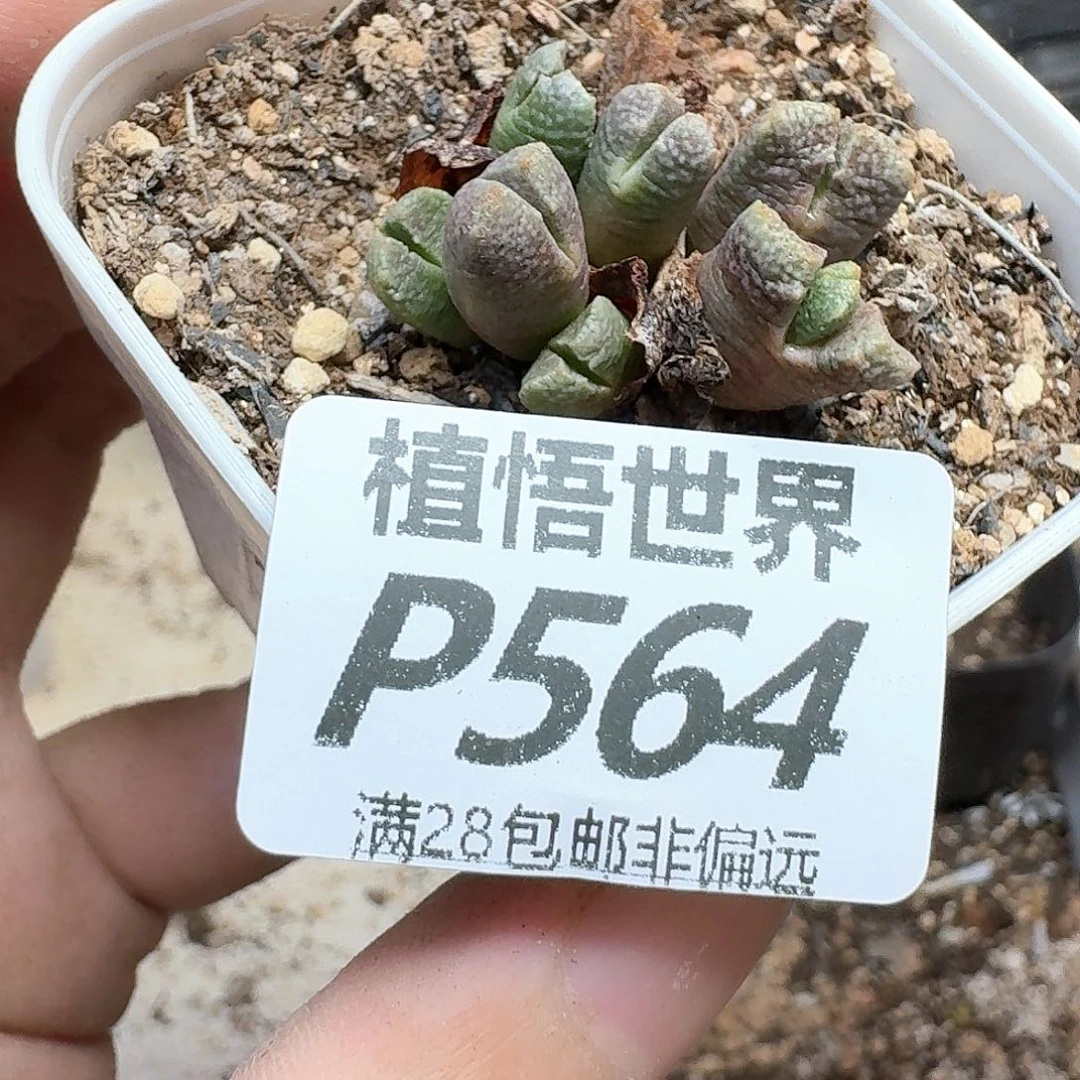 多肉植物的润泽ff