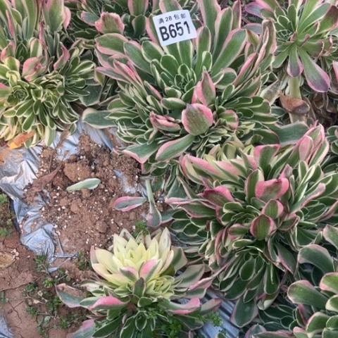 651雨花石不包断枝