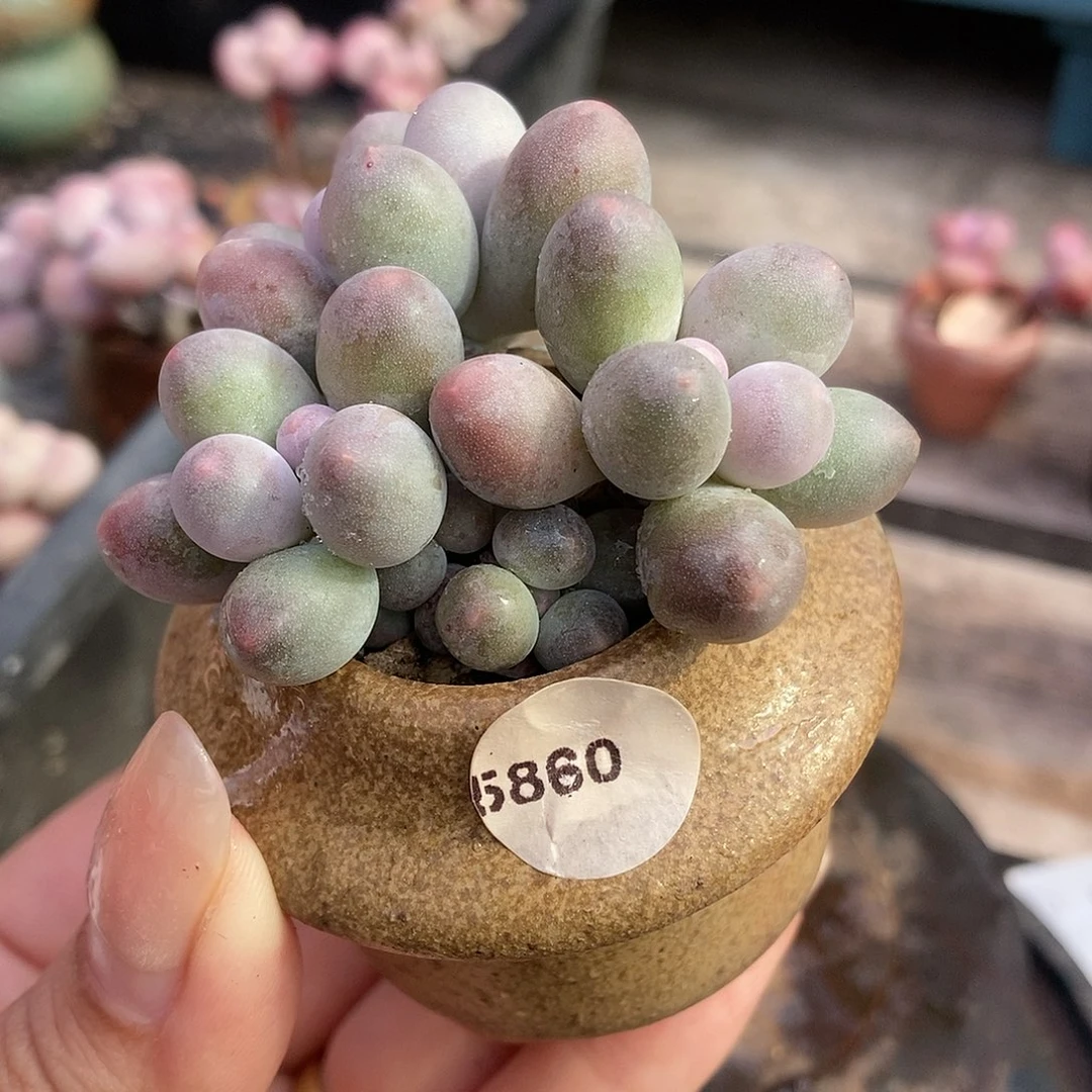 5860汤圆奶酪带盆土