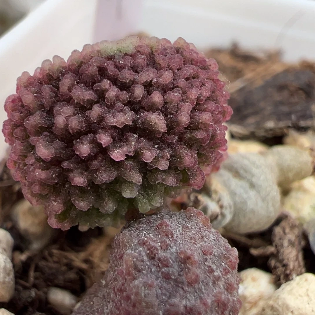 福利款实生新品多肉植物