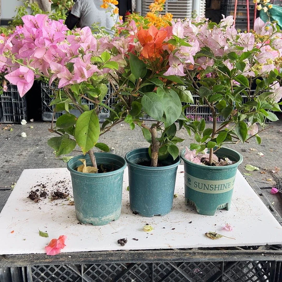 大部分花苞少量开放赛佛理，波妹，丽娜组合