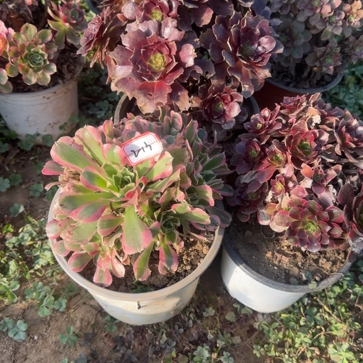 2-13瑕疵处理不包售后3赤焰莲叶片有咬