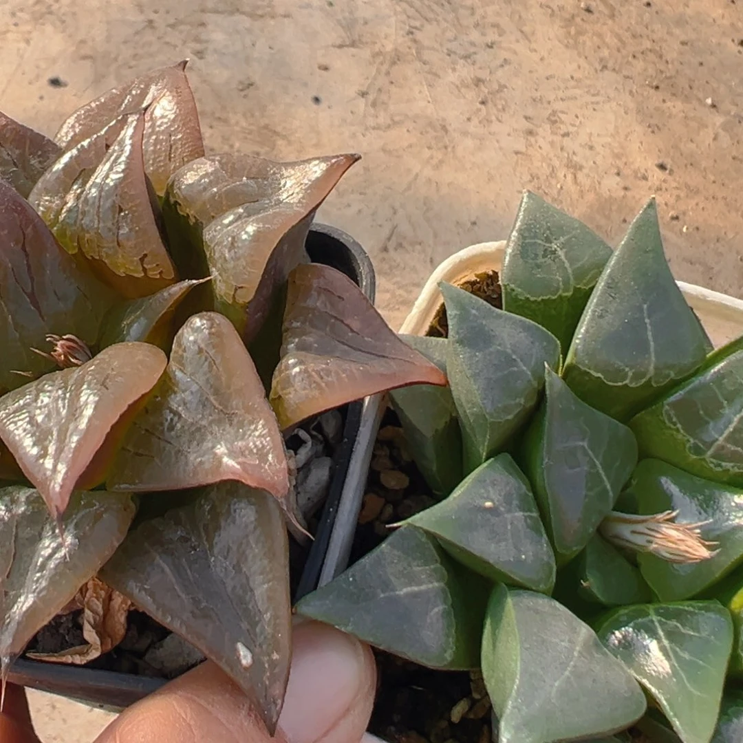 大**头52多肉植物百科知识