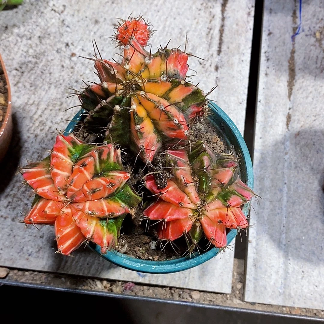 3个牡丹11111111111个