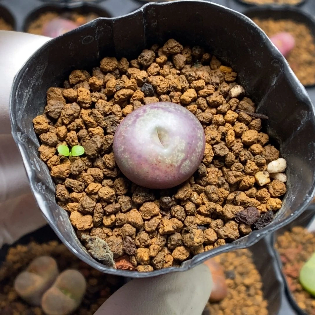 多肉植物肉锥杂交K-4935