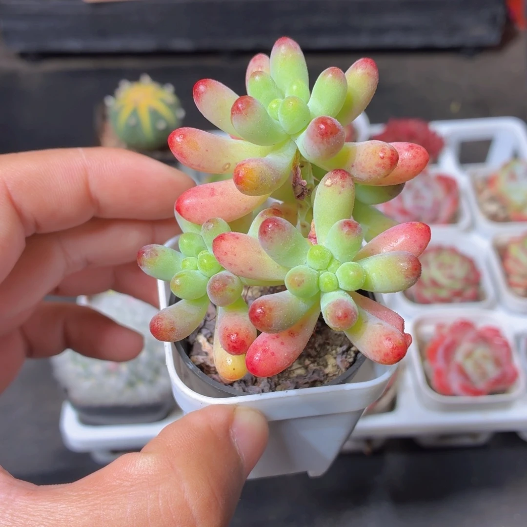 乙女心多肉9.9包邮发货