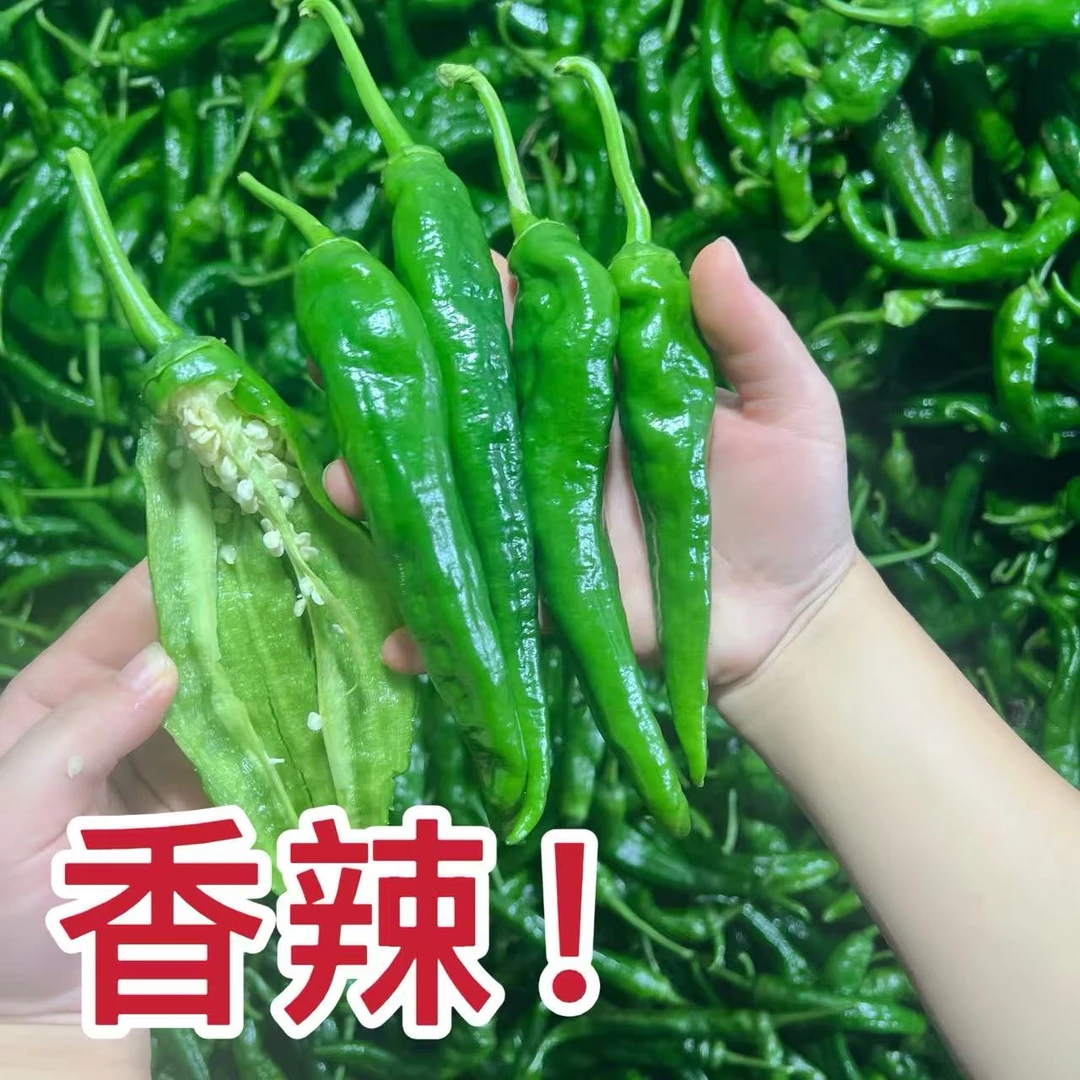 早尖农家种植产地直发新鲜采摘现摘中辣型非皱皮辣椒辣妹子辣椒