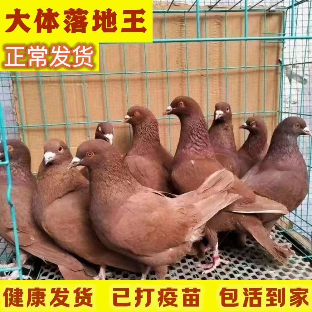 鸽子一对米玛斯鸽子观赏鸽肉鸽信鸽元宝鸽生鲜鸽子青年鸽活体鸽子