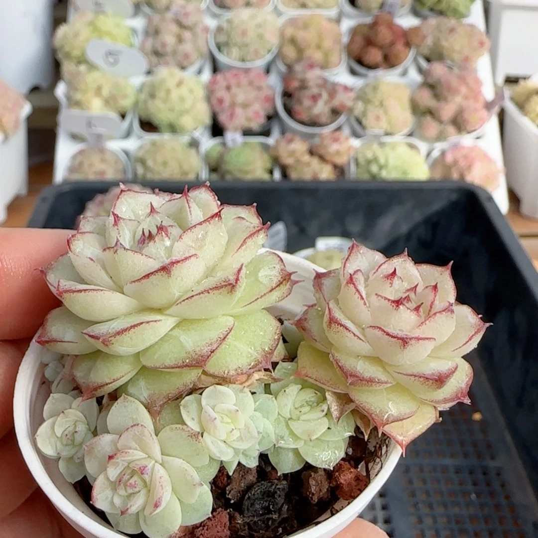 【闪购商品】0118-166女王专拍