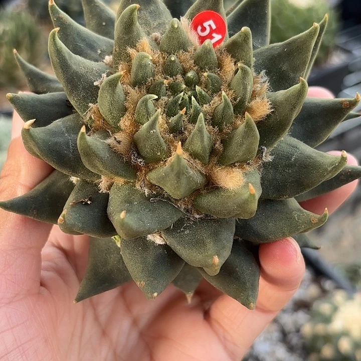 ୧****苗接落地仙人球51