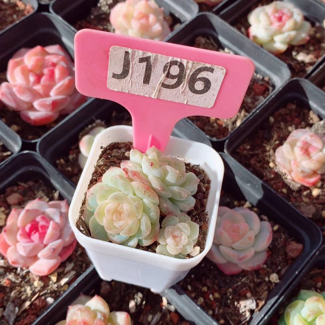 A****夏无尽灯4cm多肉植物