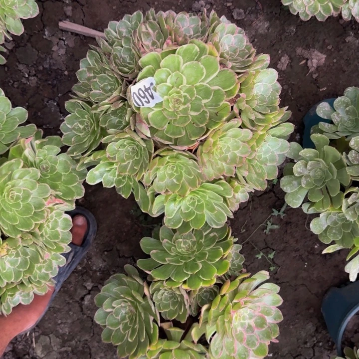 莲花座花30-7包邮花花