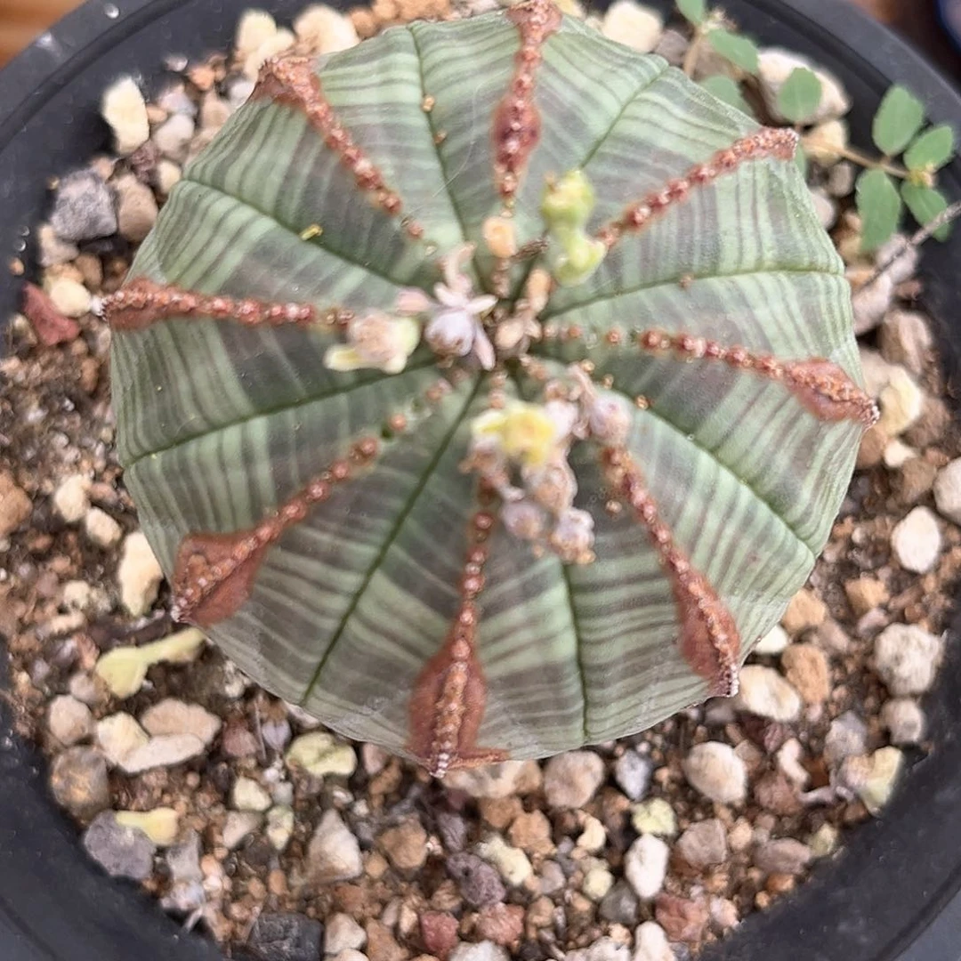 潮流植物优选布纹球，V箭头