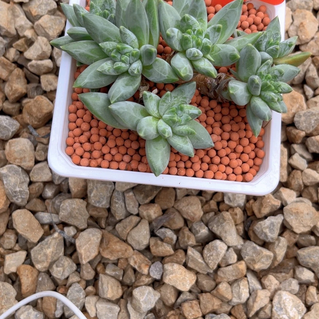 2602下午多肉植物群生