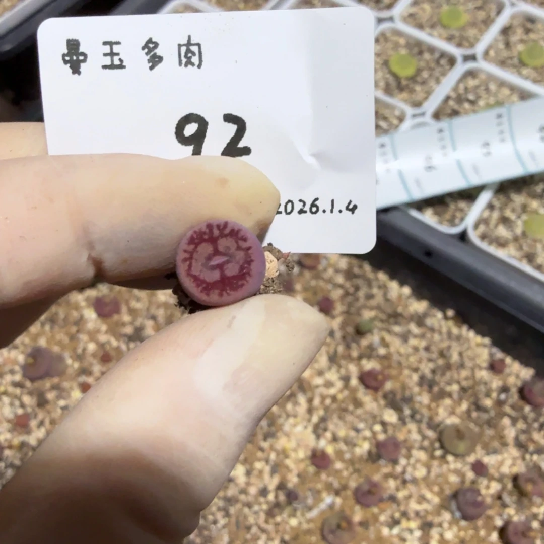 w***l多肉多肉多肉1.4-092