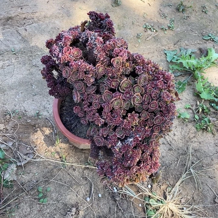 爱***灰216玫瑰缀化老桩老桩老桩