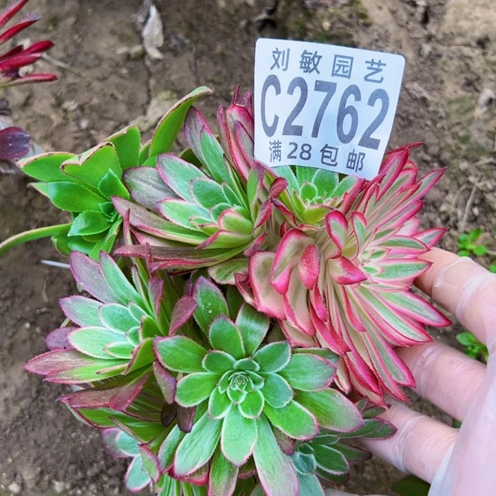 2762颜如玉多肉植物2762