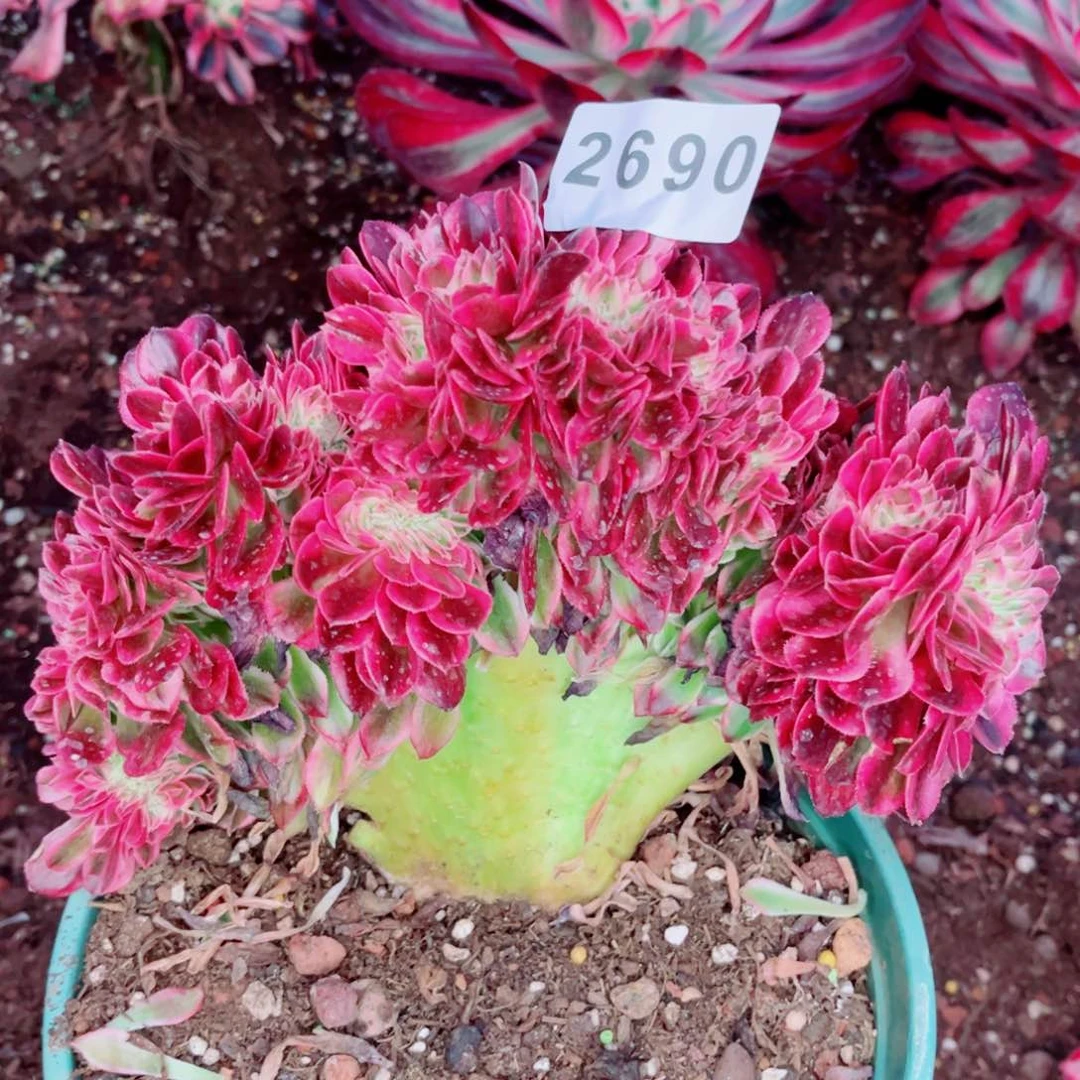 荔枝缀板子有伤特价不售后